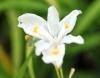 Iris gracilipes Alba